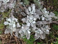 vignette Tanacetum densum subsp. amanii ,