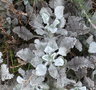 vignette Tanacetum densum subsp. amanii ,