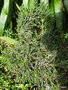 vignette Helichrysum Selago