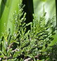 vignette Helichrysum Selago