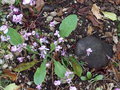 vignette Cyclamen hederifolium, cyclamen de Naples
