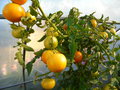 vignette Solanum lycopersicum