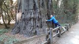 vignette Parc Henry Cowell - Californie - Sequoia sempervirens
