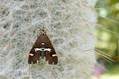 vignette Papillon (Hymenia perspectalis)