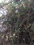 vignette Santa Monica, Leptospermum laevigatum - arbre  th