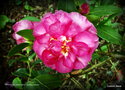 vignette Camélia ' SPARKLING BURGUNDY ' camellia hiemalis  Origine : USA 1958