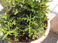 vignette Pelargonium denticulatum