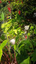 vignette abutilon hybridum