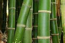 vignette Bambusa vulgaris