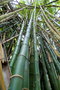 vignette Bambusa vulgaris