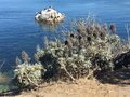 vignette Monterey, Echium fastuosum