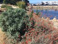 vignette Monterey, Echium fastuosum et Zauschneria californica = Epilobium canum - Fuchsia de Californie