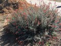 vignette Monterey, Zauschneria californica = Epilobium canum - Fuchsia de Californie