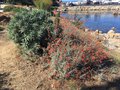 vignette Monterey, Echium fastuosum et Zauschneria californica = Epilobium canum - Fuchsia de Californie