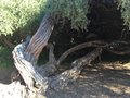 vignette Monterey, Leptospermum laevigatum - arbre  th