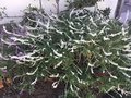 vignette Monterey, Salvia leucantha 'Alba' - Sauge du Mexique blanche