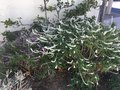 vignette Monterey, Salvia leucantha 'Alba' - Sauge du Mexique blanche