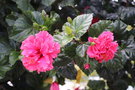 vignette Hibiscus rosa-sinensis cv.