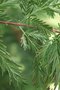 vignette Metasequoia glyptostroboides 'White Spot'