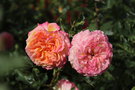vignette Rosa 'Garden Delight'