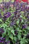 vignette Salvia Purple & Bloom