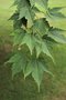 vignette Acer tschonoskii ssp. koreanum