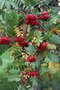 vignette Sorbus aucuparia Cardinal Royal