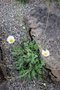 vignette Papaver anomalum white flowered