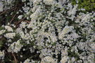 vignette Symphyotrichum ericoides var. prostratum 'Snow Flurry'