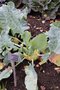 vignette Brassica oleracea (Gondylodes Group) 'Superschmelz'