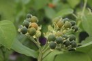 vignette Solanum abutiloides