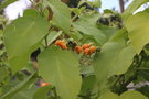 vignette Solanum abutiloides