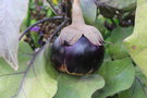 vignette Solanum melongena 'Barbarella'