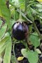 vignette Solanum melongena 'Early Midnight'