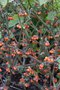 vignette Solanum nigrum 'Otricoli'