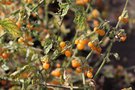 vignette Solanum villosum 'Golden Pearls'