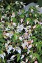vignette Begonia boliviensis 'Bright White' (Shine Bright Amore Sries)