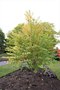 vignette Cercidiphyllum japonicum Claim Jumper