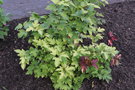 vignette Viburnum opulus 'Oh Canada'