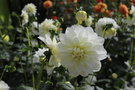 vignette Dahlia 'Bridezilla'