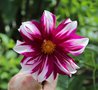 vignette Dahlia 'Deuil du Roi Albert'