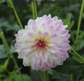 vignette Dahlia 'Don Kjosness'