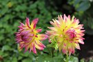 vignette Dahlia 'Granny Norman'