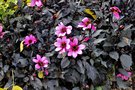 vignette Dahlia Happy Days Purple