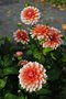 vignette Dahlia 'Hollyhill Kris Kringle'