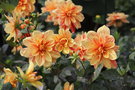 vignette Dahlia 'King's Ransom'