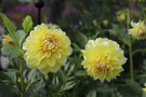 vignette Dahlia 'Lemon Meringue'