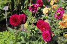 vignette Dahlia 'Mon Cher-E'