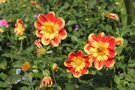 vignette Dahlia 'Pooh'