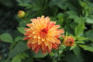 vignette Dahlia 'Verrone's Donna Marie'